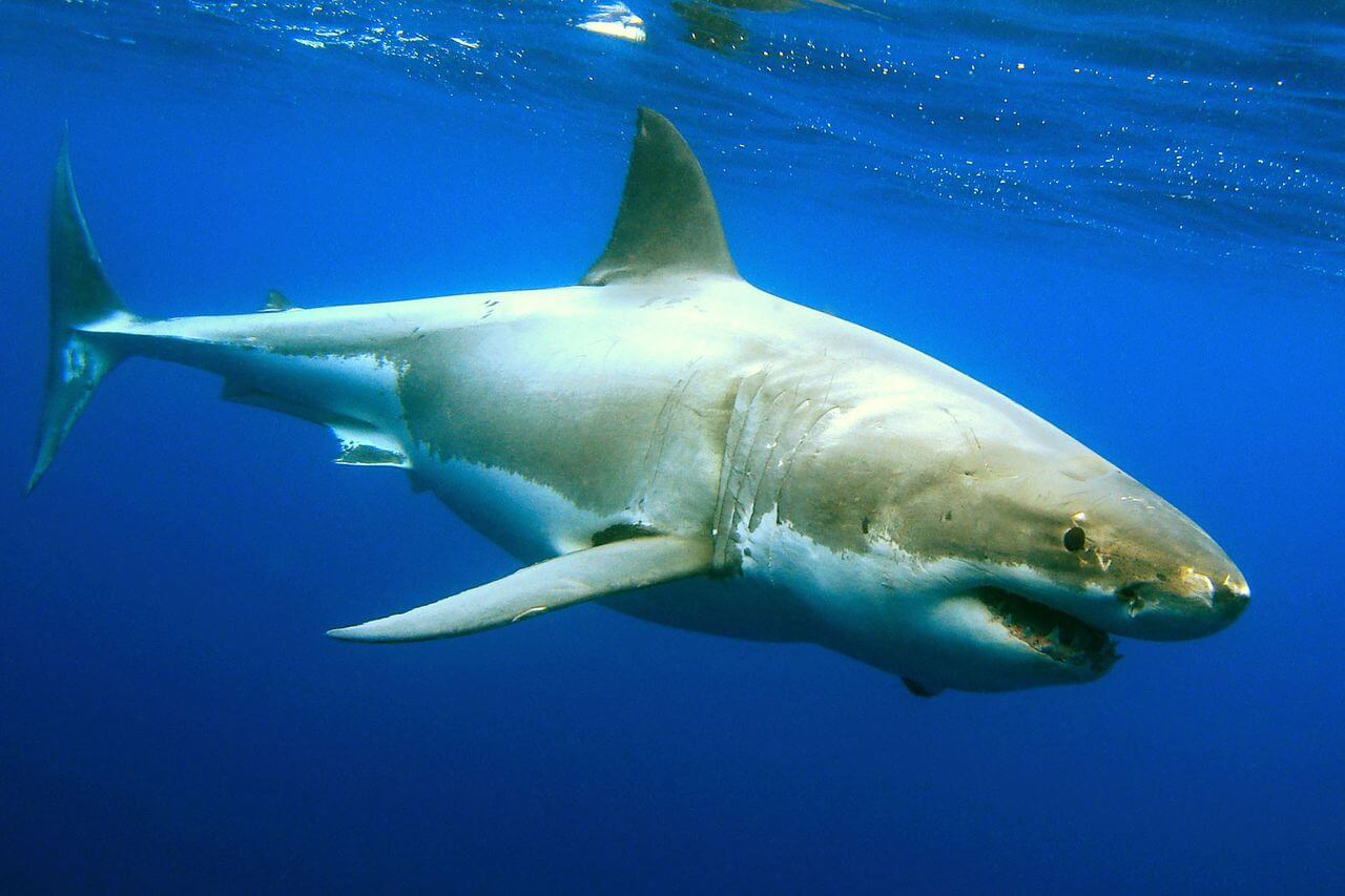 Sharks, Jellyfish, Snakes and Other Dangers in Vietnam