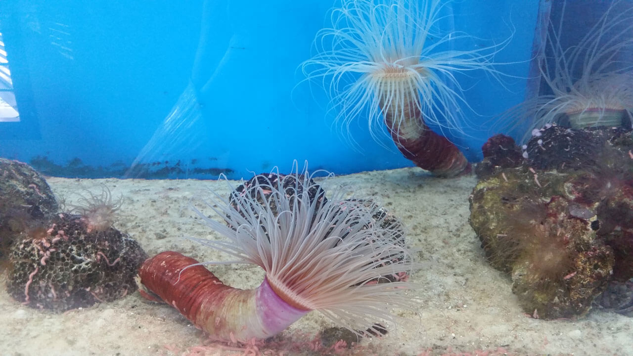 Inhabitants of the sea depths in the Museum of Oceanography