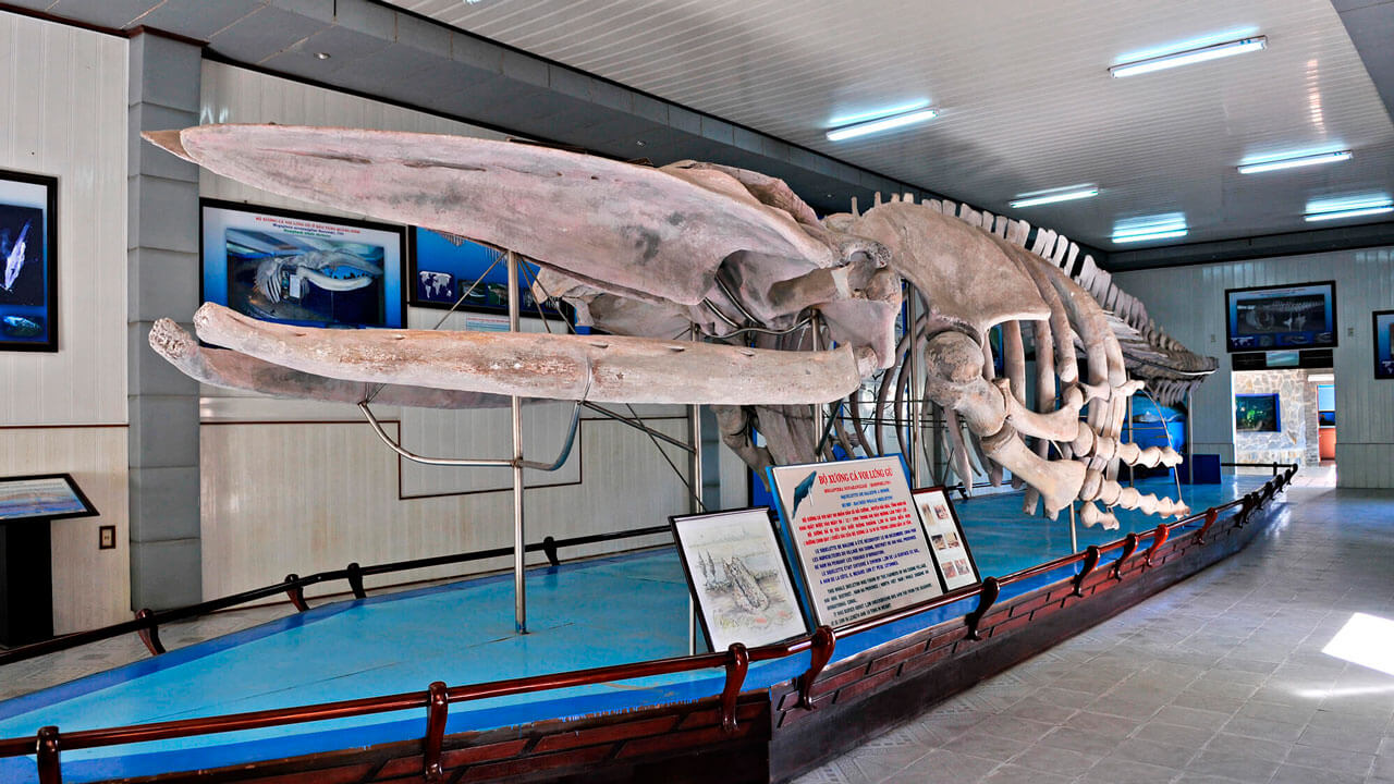 Skeleton of the inhabitant of the sea depths