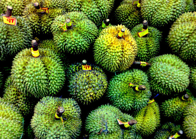 Durian - Fruit Stinker