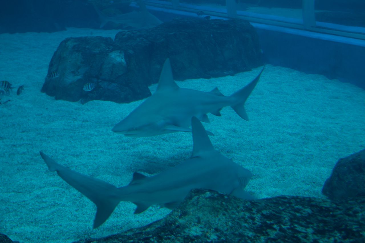 Sharks in the aquarium