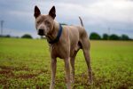 dog 7770072 1920 (1)