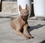 phu quoc ridgeback 6560541 1920 (1)