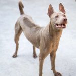phu quoc ridgeback 6560542 1920 (1)